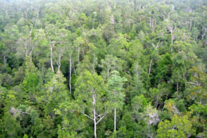 Phân tích hình tượng rừng xà nu